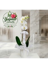 Tek Dal Beyaz Phalaenopsis Orkide